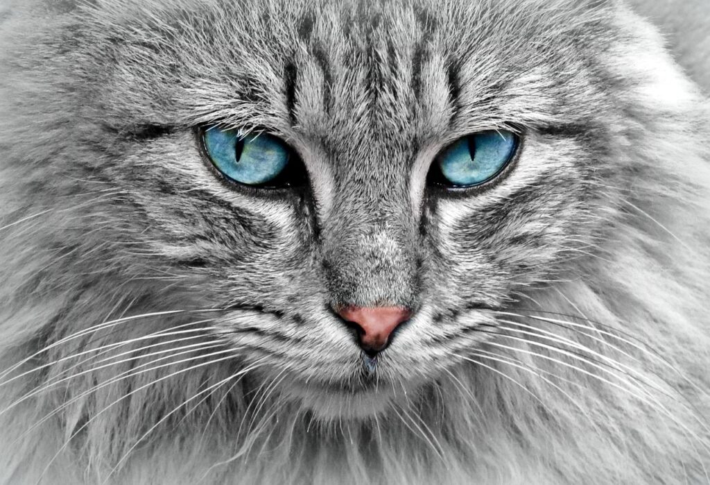 Blue eyed Cat