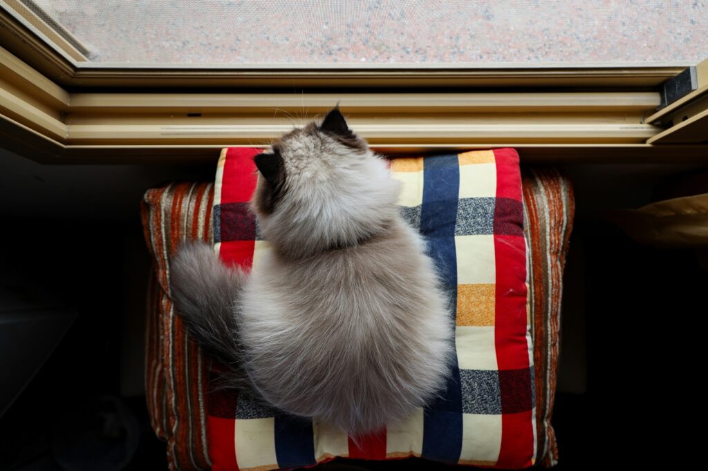 Himalayan Cat Buying Guide: 10 Essential Considerations