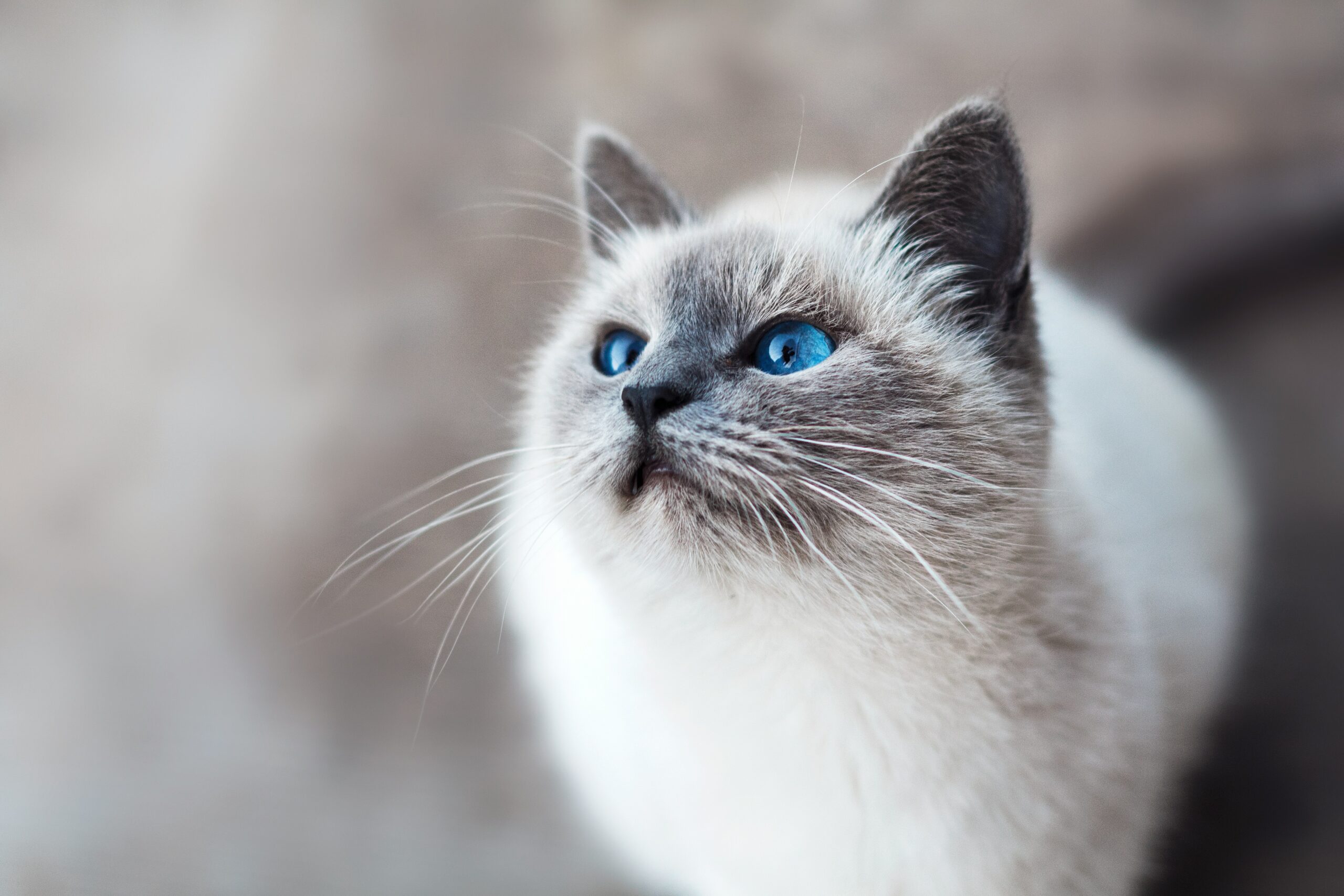 What Does a Himalayan Cat Look Like