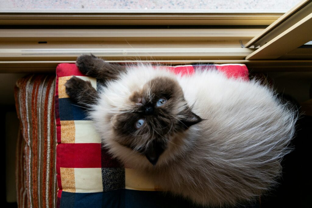 What Does a Himalayan Cat Look Like