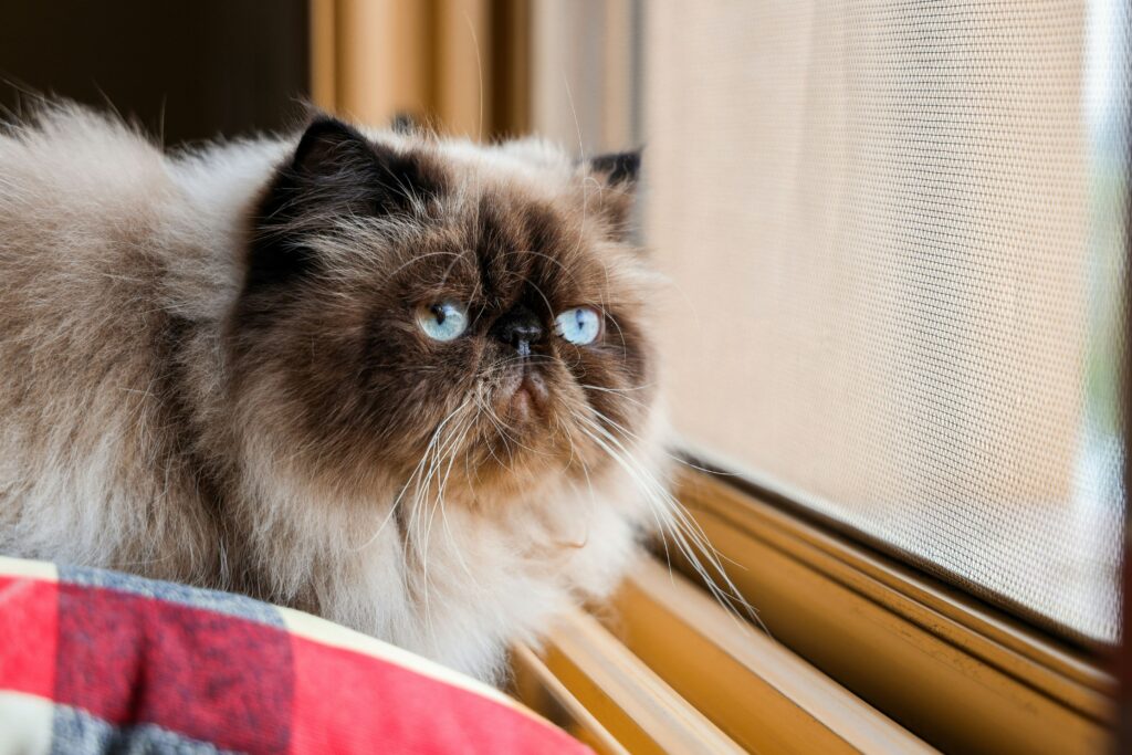Are Himalayan Cats Friendly? A Comprehensive Guide