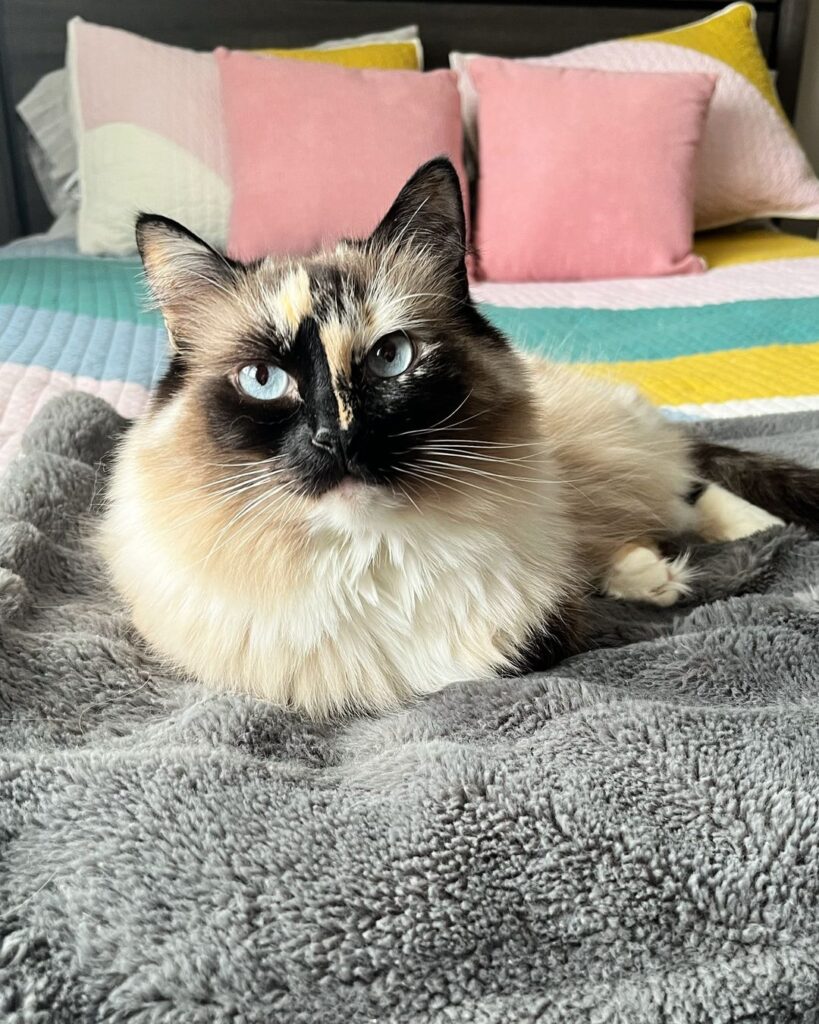 Tortie Point Himalayan Cat