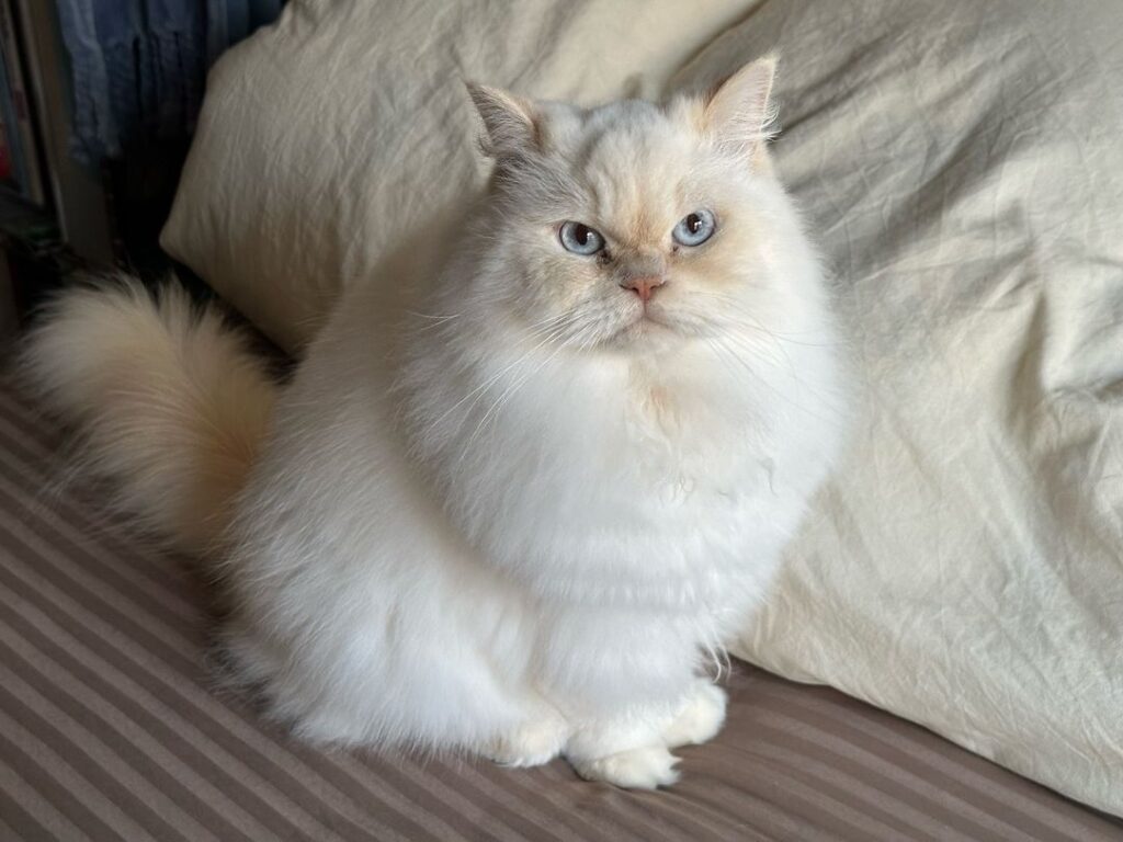 How Much Does a Himalayan Cat Cost